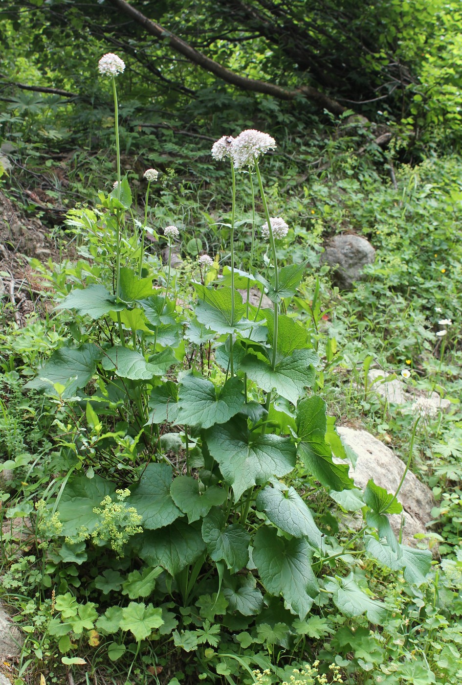 Изображение особи Valeriana alliariifolia.