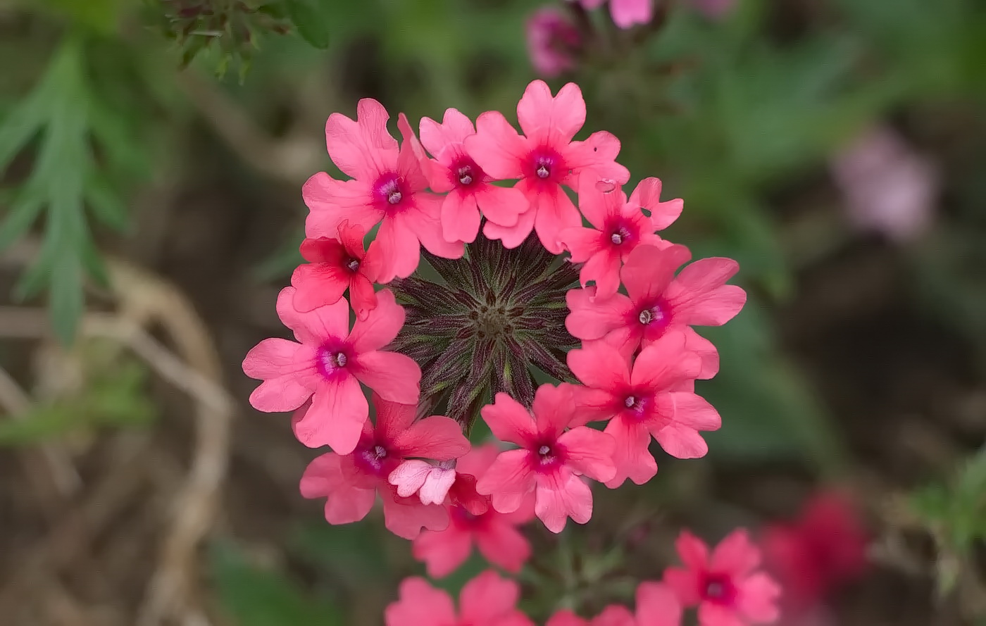 Изображение особи Glandularia &times; hybrida.