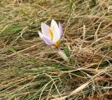 Crocus tauricus