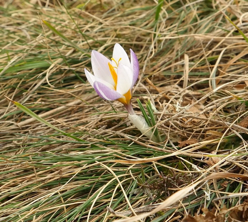 Image of Crocus tauricus specimen.