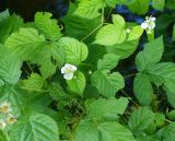 Rubus nessensis. Части побегов с цветками. Московская обл., Раменский р-н, пос. Ильинский, на заросшей улице. 15.07.2017.