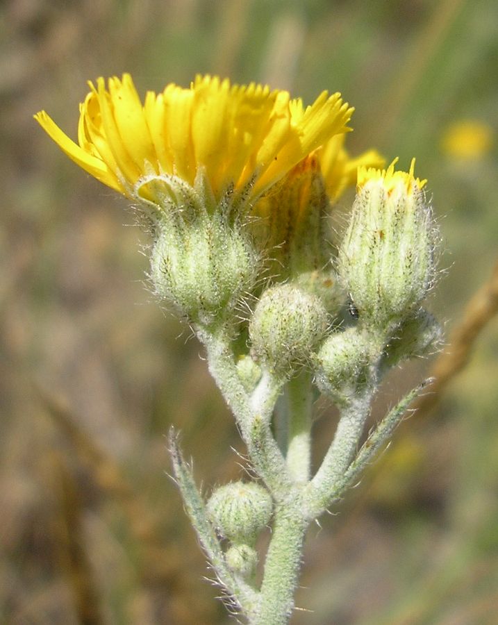 Изображение особи Pilosella echioides.