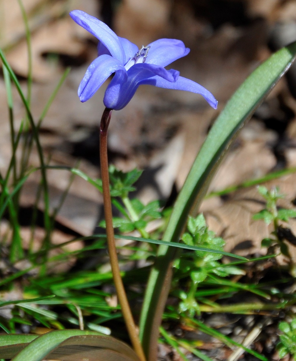 Изображение особи Chionodoxa lochiae.