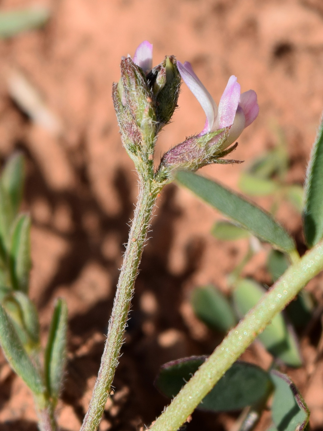 Изображение особи Astragalus commixtus.