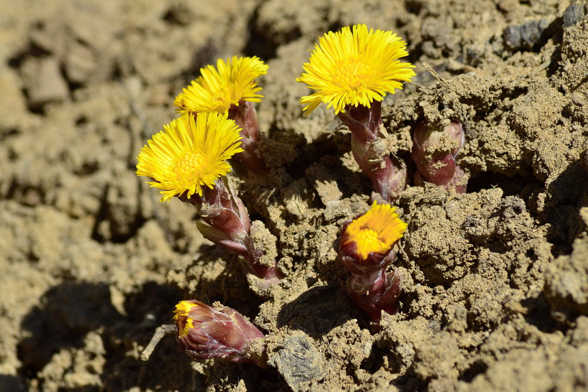 Image of Tussilago farfara specimen.