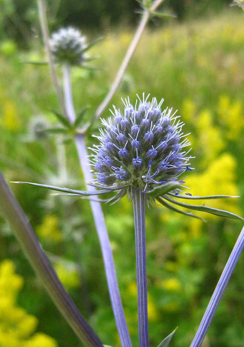 Изображение особи Eryngium planum.