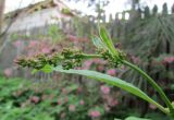 Syringa reflexa