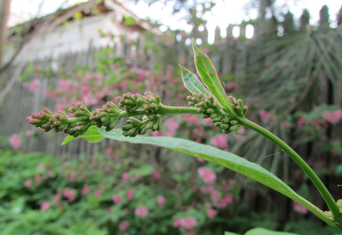 Image of Syringa reflexa specimen.