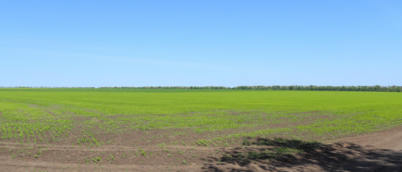 Изображение особи Panicum miliaceum.