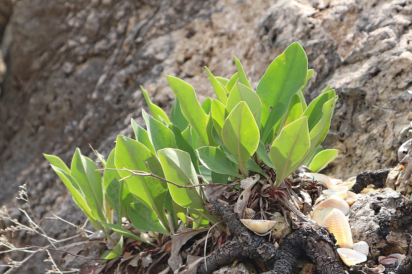 Изображение особи Limonium scoparium.