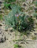 Iris longiscapa