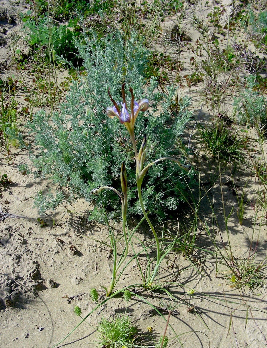 Image of Iris longiscapa specimen.