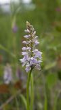 Dactylorhiza fuchsii