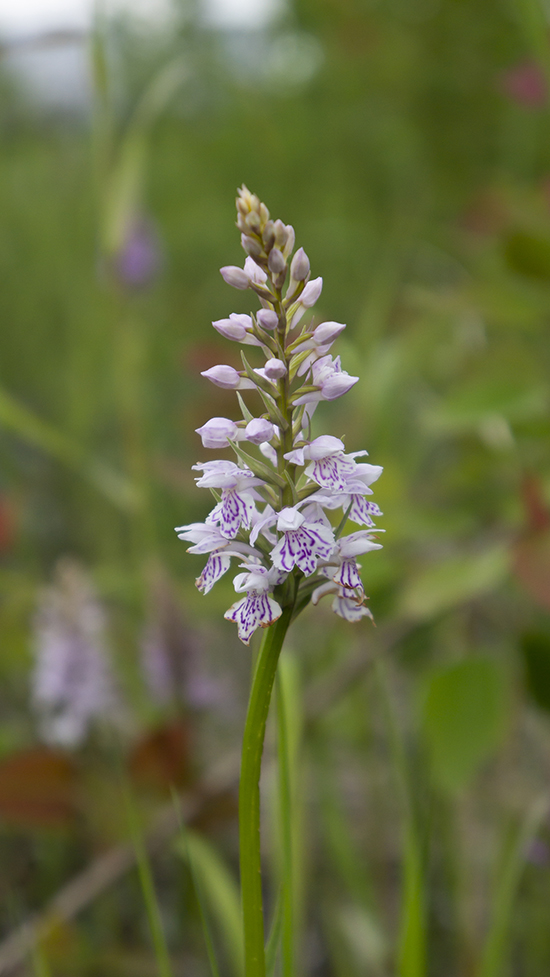 Image of Dactylorhiza fuchsii specimen.