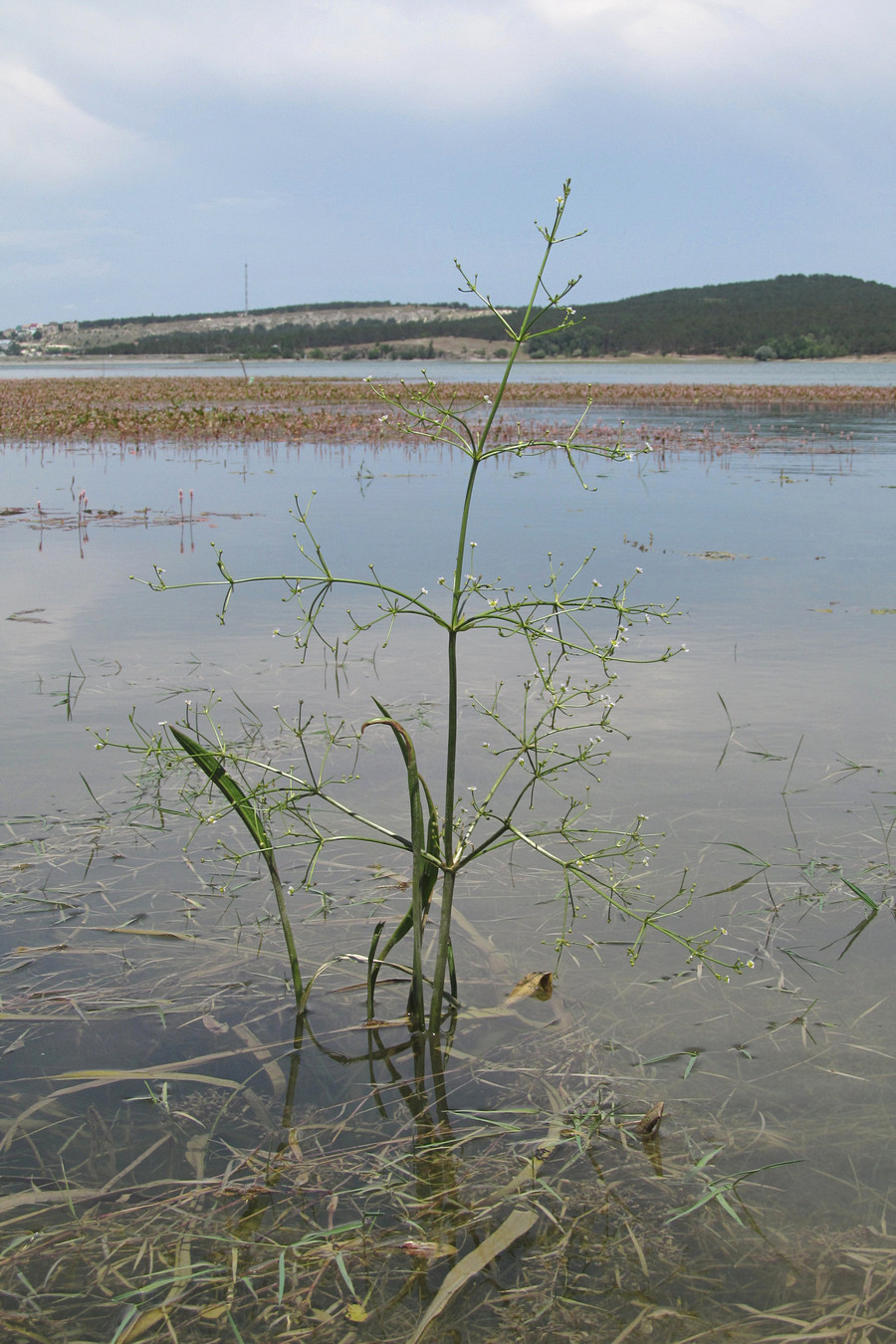 Image of Alisma gramineum specimen.