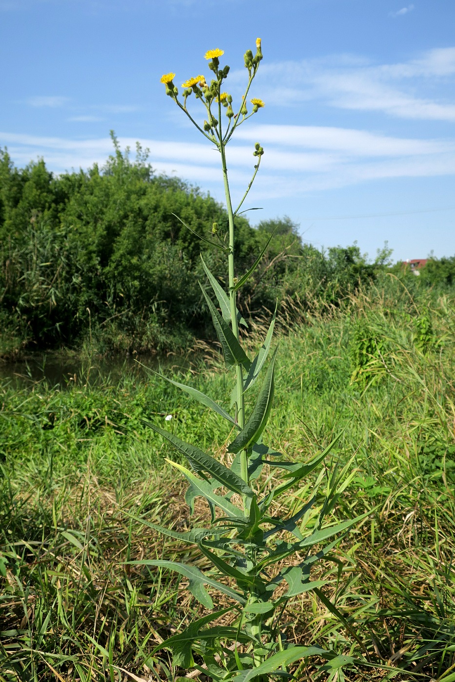 Изображение особи Sonchus palustris.