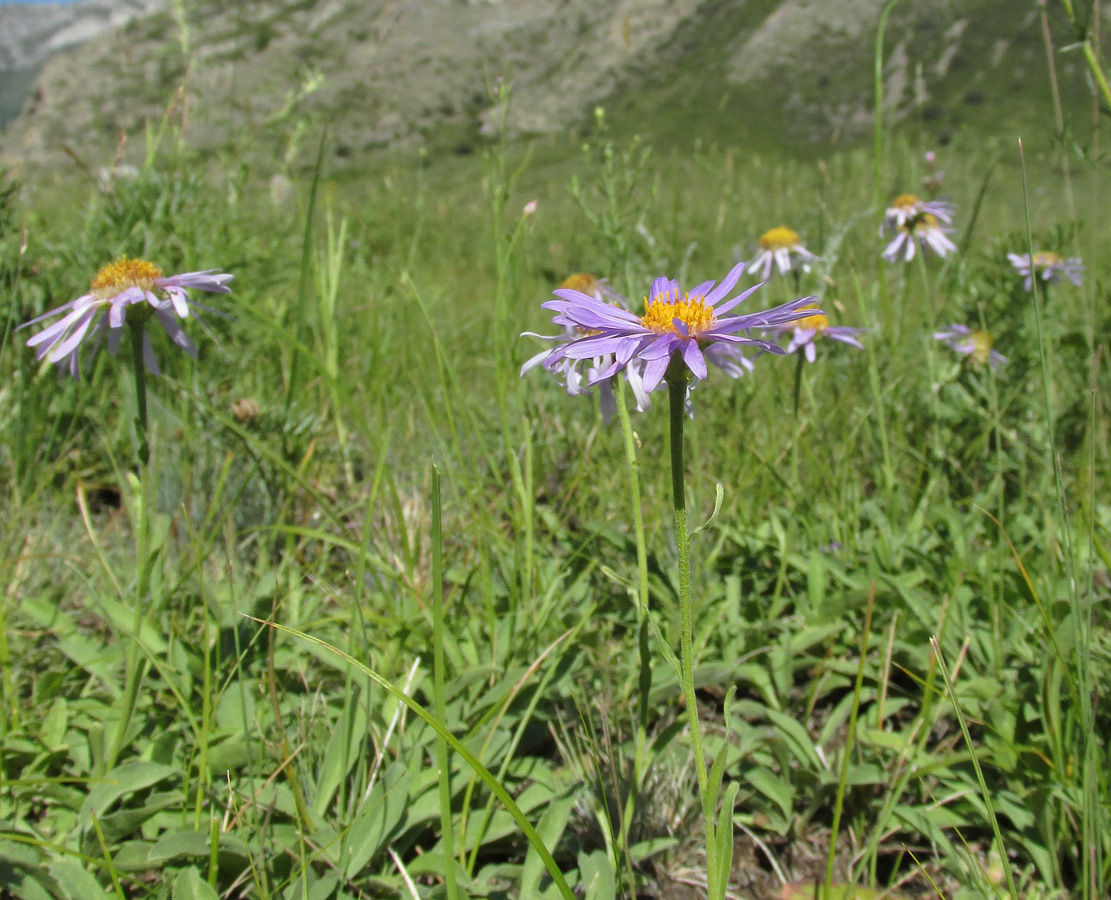 Изображение особи Aster alpinus.