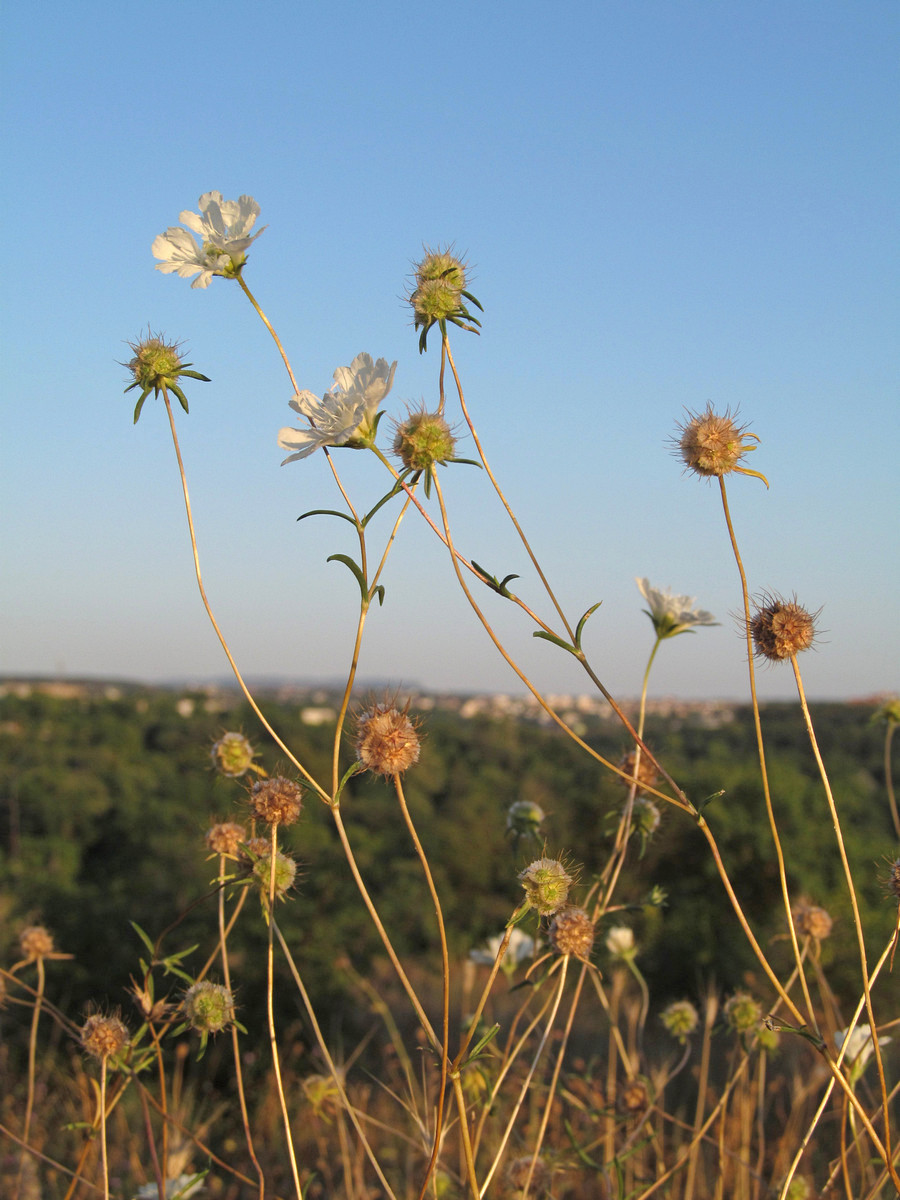 Image of Lomelosia argentea specimen.