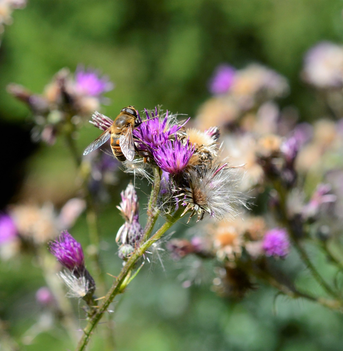 Image of Cirsium palustre specimen.