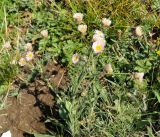 Erigeron orientalis