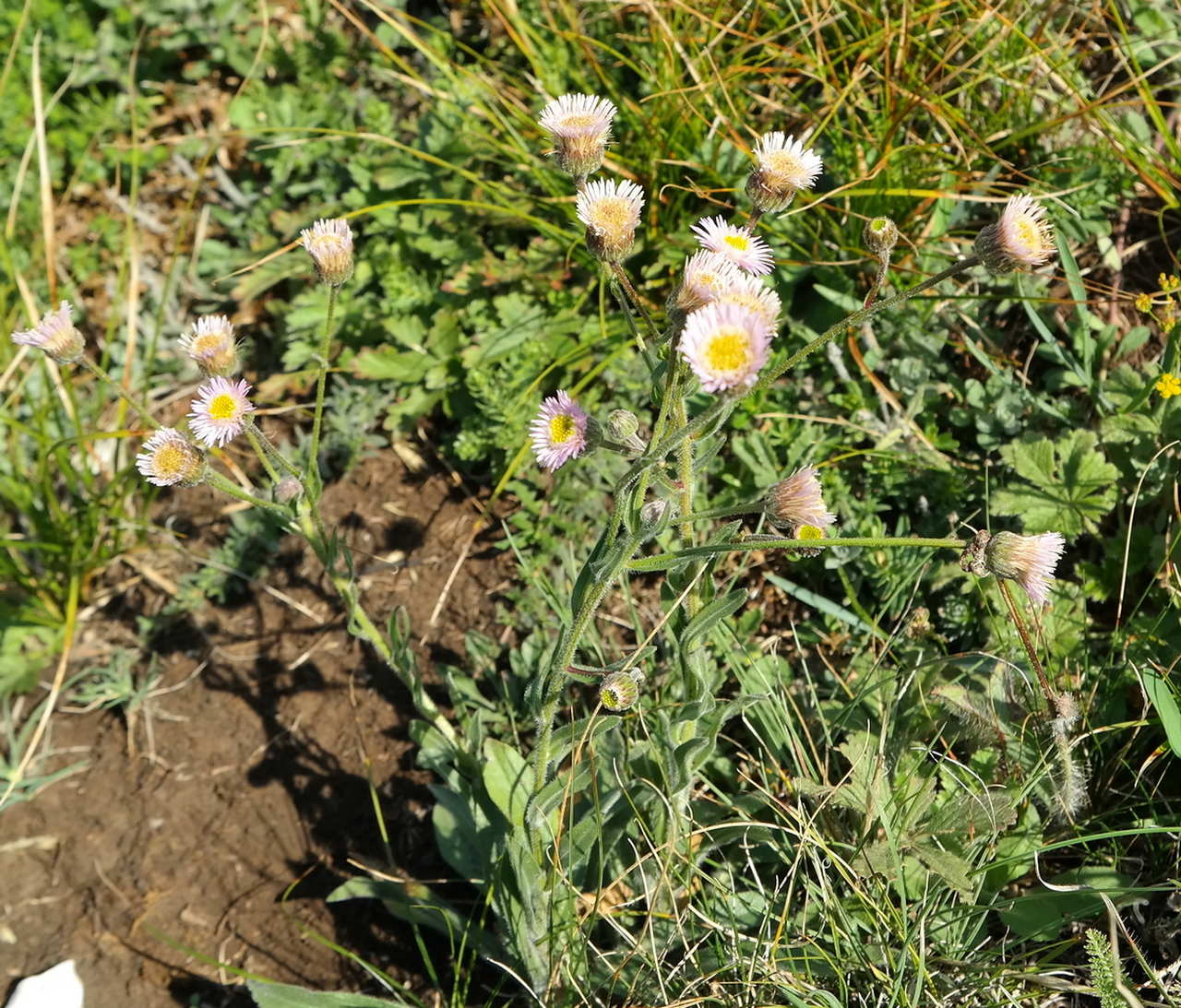 Image of Erigeron orientalis specimen.