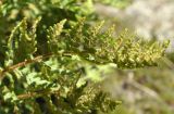 Woodsia ilvensis