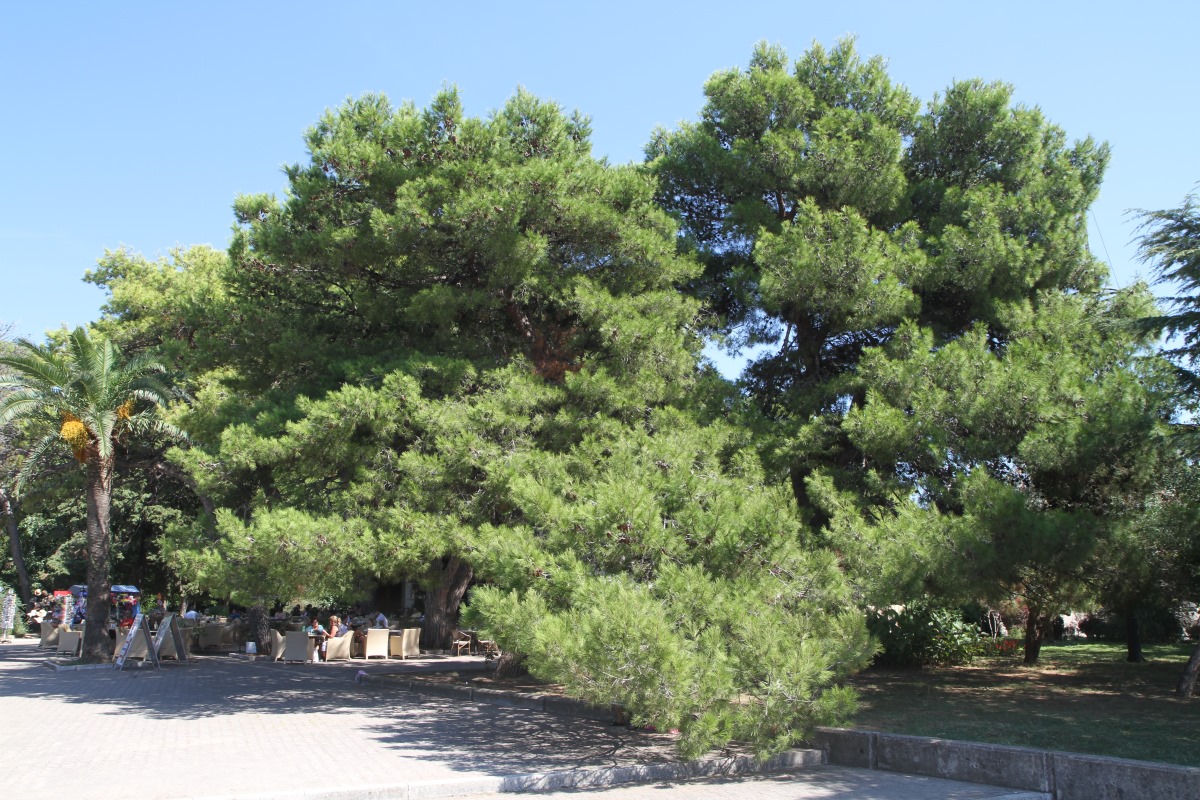 Изображение особи Pinus halepensis.