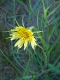 Tragopogon dubius ssp. major