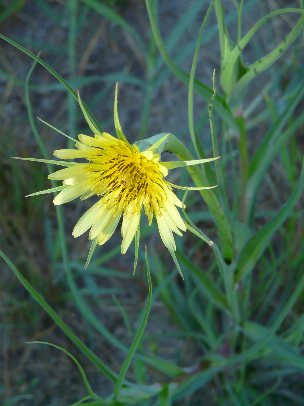 Image of Tragopogon dubius ssp. major specimen.