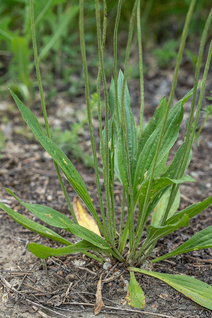 Изображение особи Plantago lanceolata.