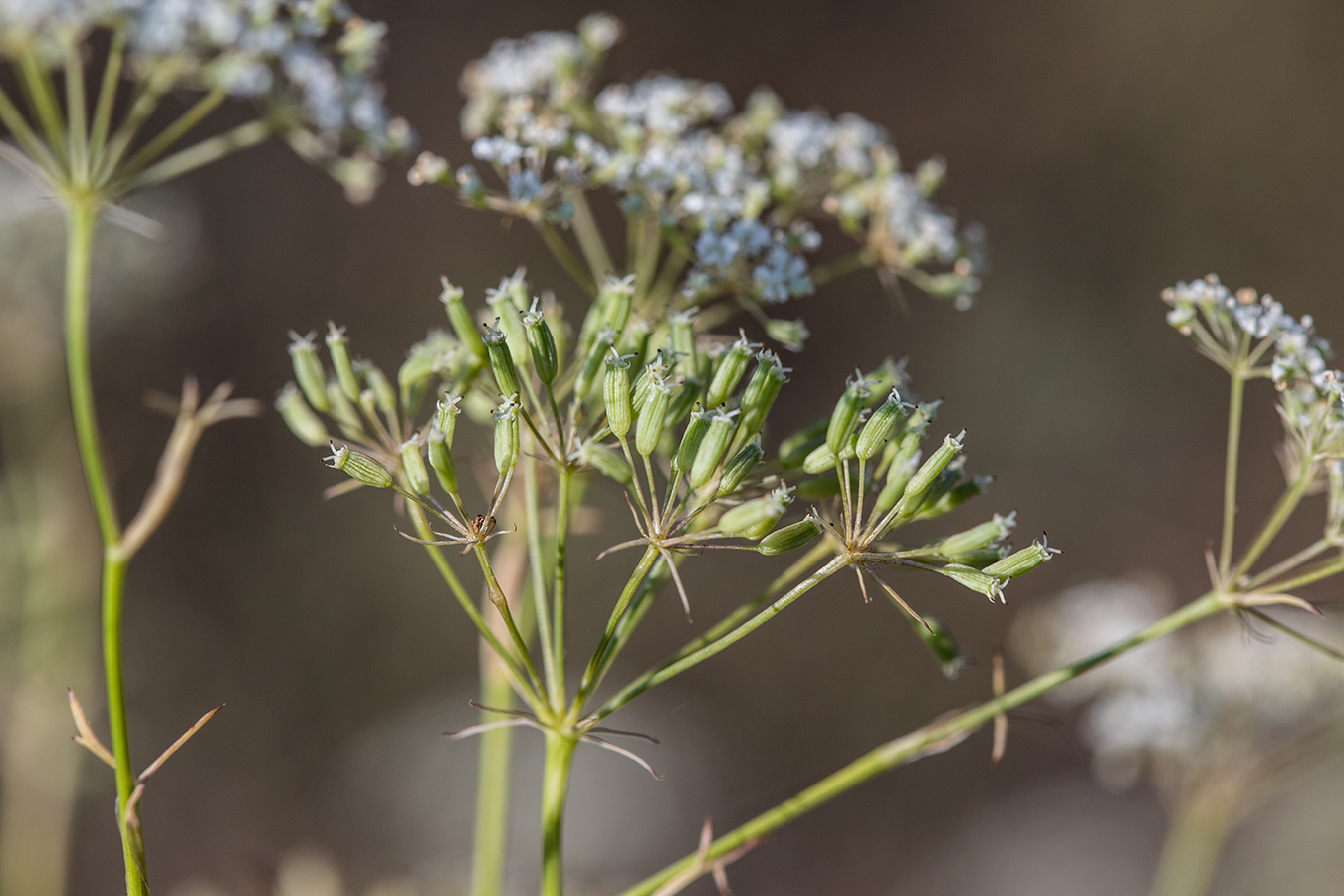 Изображение особи Falcaria vulgaris.
