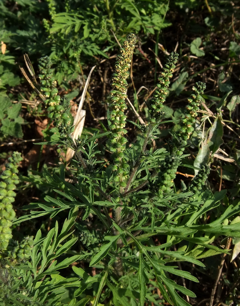 Image of Ambrosia artemisiifolia specimen.