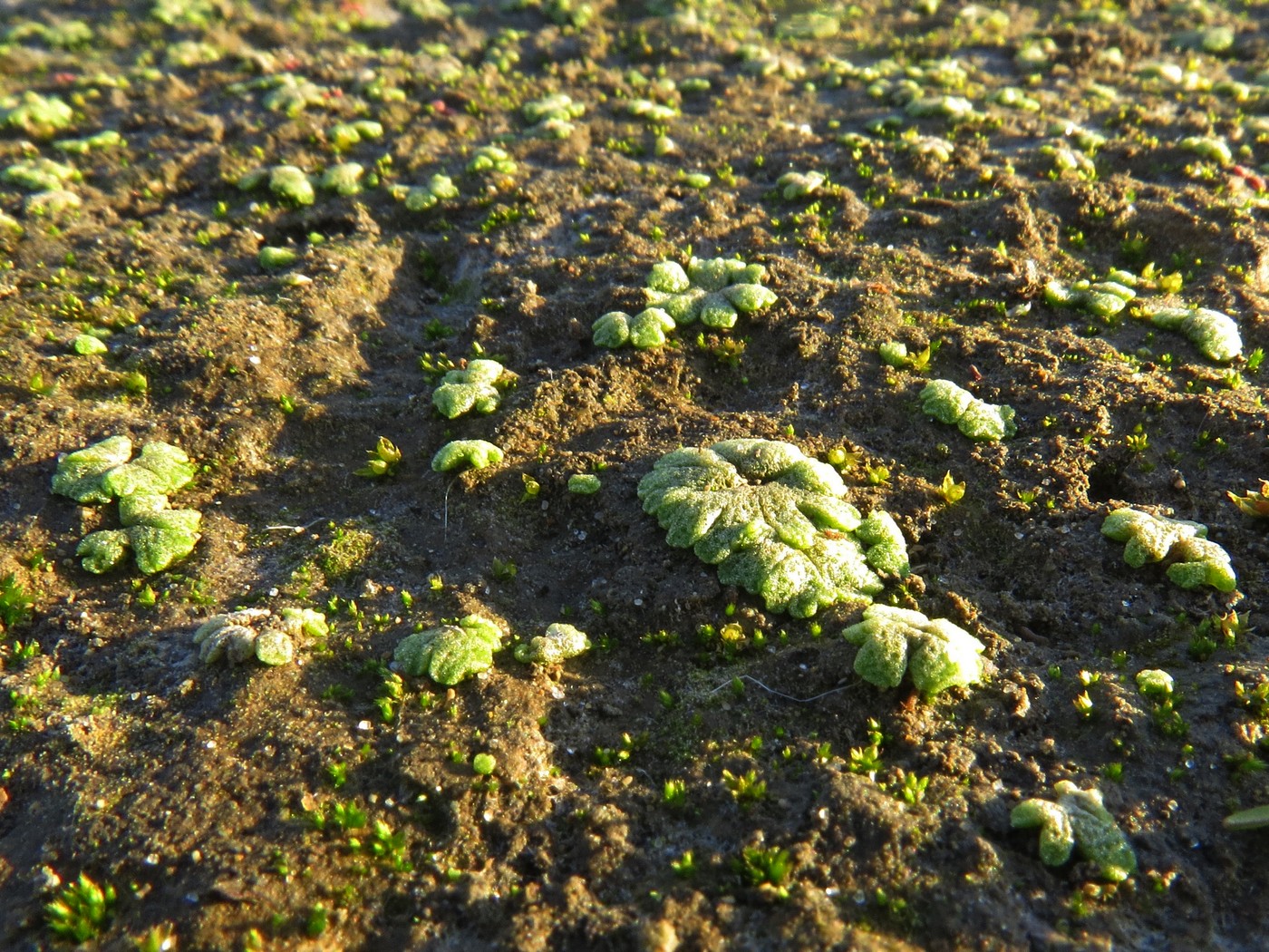 Изображение особи Riccia cavernosa.