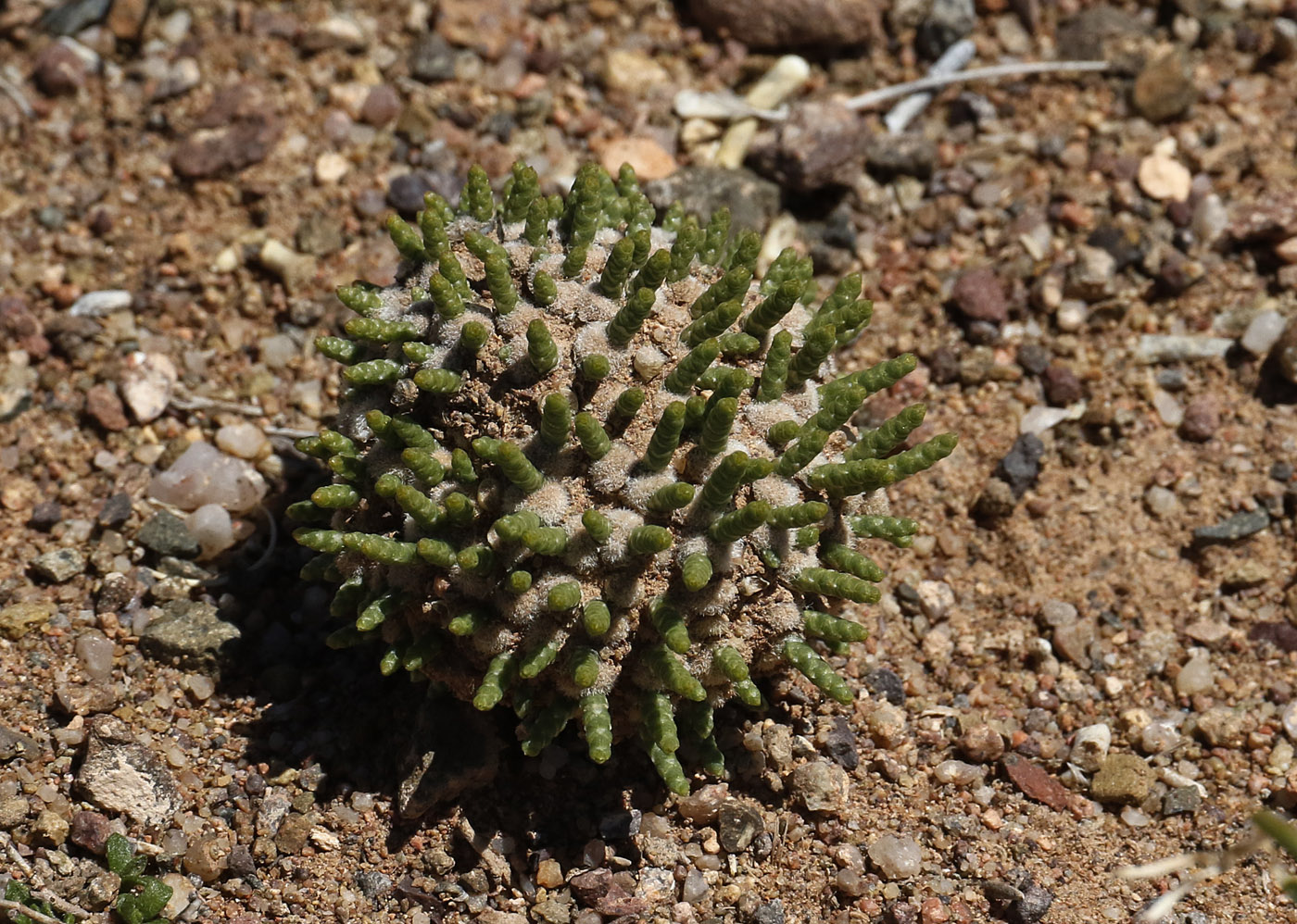 Image of Anabasis tianschanica specimen.