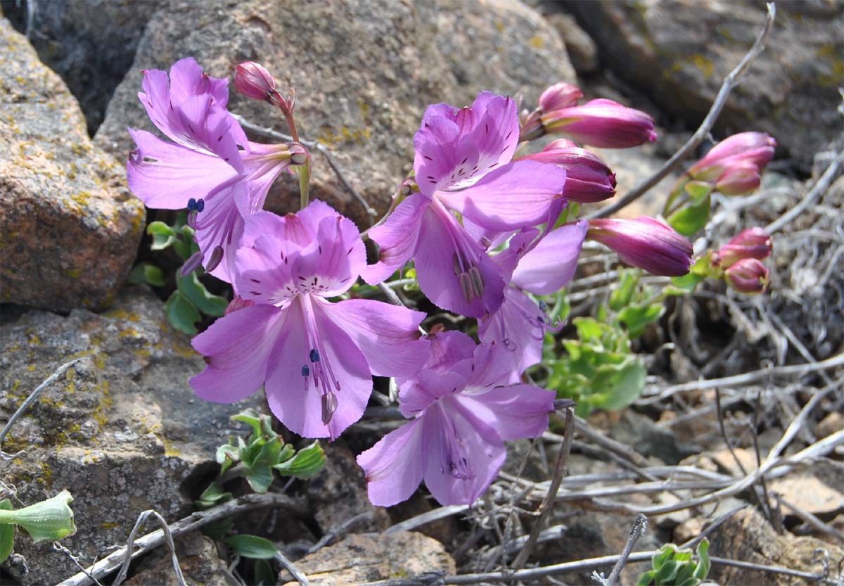 Image of Alstroemeria paupercula specimen.