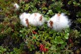 Salix tschuktschorum