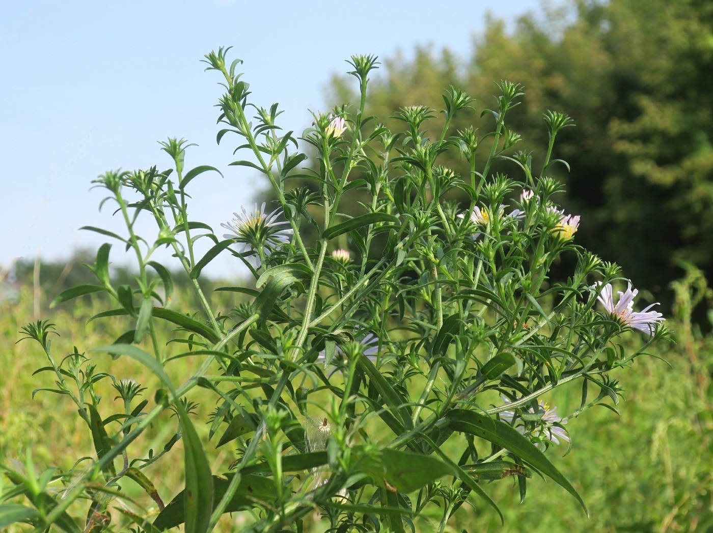 Image of Symphyotrichum novi-belgii specimen.