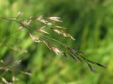 Deschampsia cespitosa. Часть соцветия. Архангельская обл., Вельский р-н, окр. пос. Усть-Шоноша, берег р. Вель. 06.07.2010.