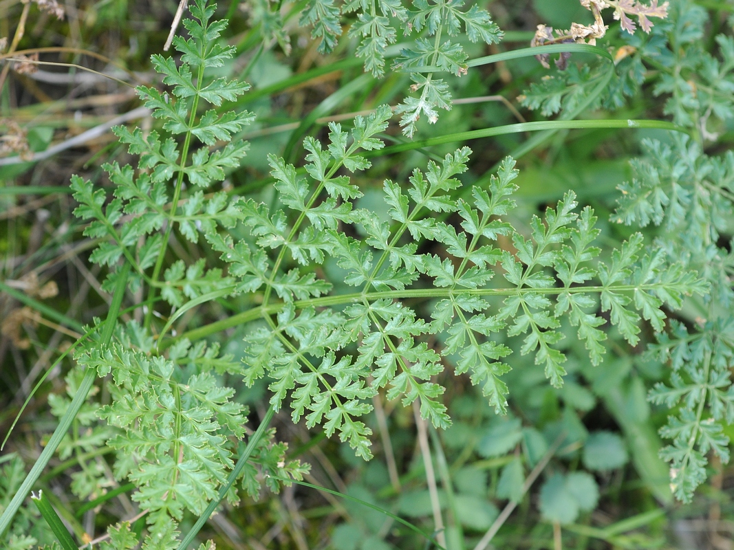 Изображение особи Ferula samarkandica.