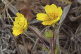 Potentilla stolonifera. Цветки. Сахалинская обл., Охинский р-н, окр. г. Оха, побережье Охотского моря, юго-западный берег залива Кету (Первая бухта), верхняя часть приморской сопки. 24.07.2017.