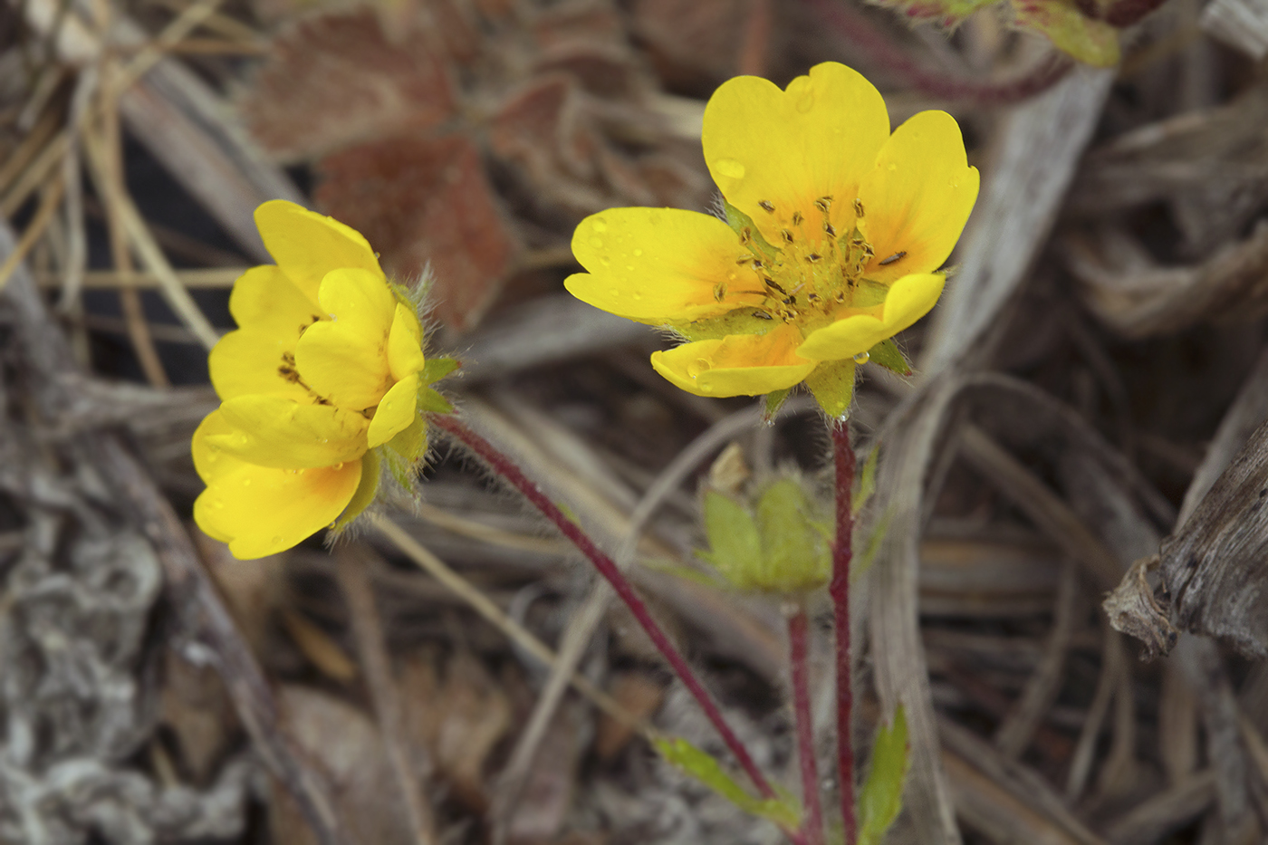 Изображение особи Potentilla stolonifera.