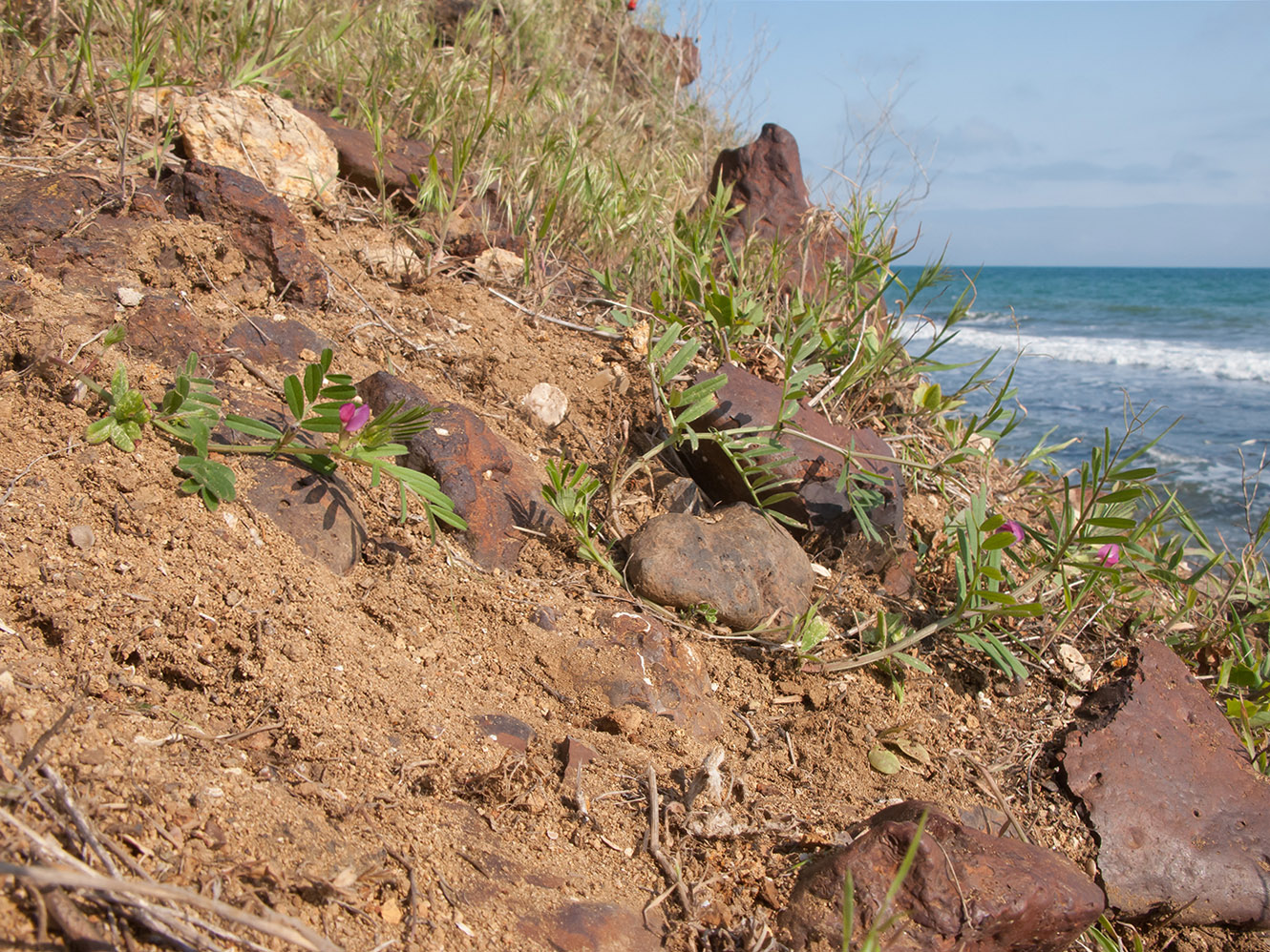 Image of Vicia angustifolia specimen.