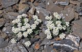 Smelowskia calycina. Цветущие растения. Алтай, Кош-Агачский р-н, долина р. Аккаллу-Озек, ≈ 2900 м н.у.м., каменистый склон. 17.06.2019.