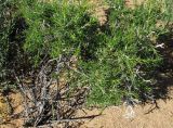 genus Salsola