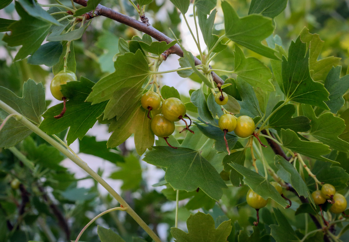 Image of Ribes aureum specimen.
