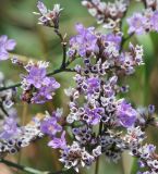 Limonium sareptanum. Часть соцветия с цветками и плодами. Волгоградская обл., Светлоярский р-н, окр. села Червлёное, степь. 08.08.2018.