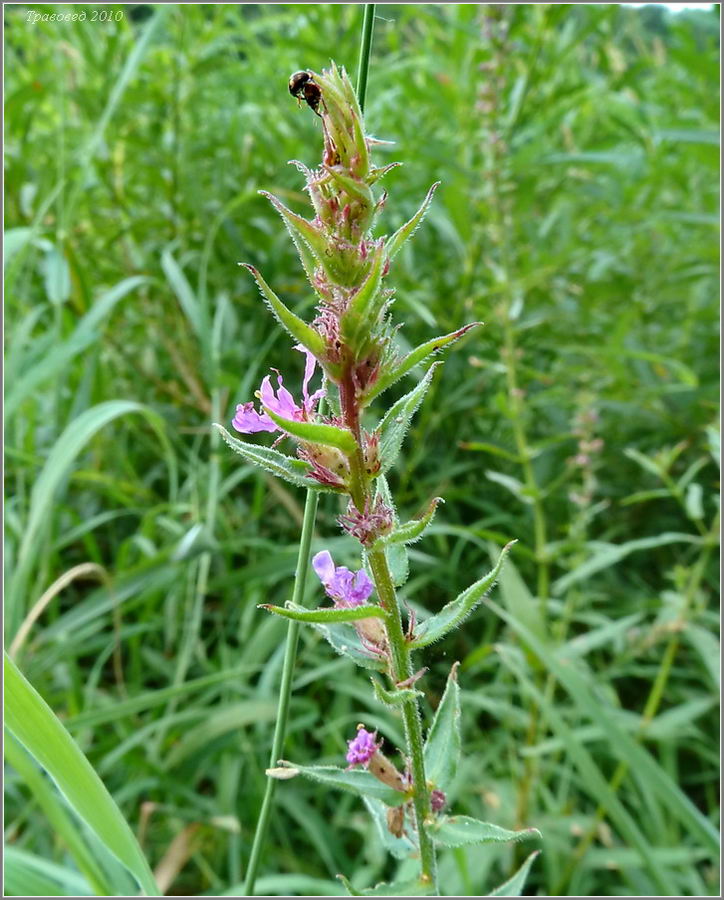 Изображение особи Lythrum salicaria.