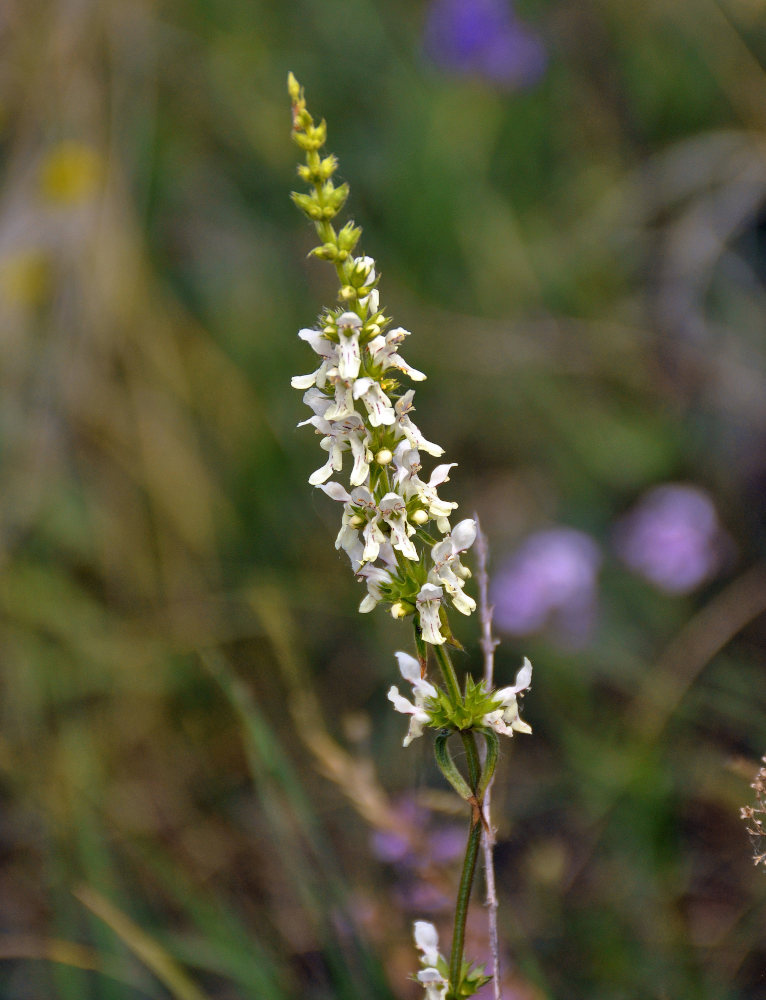 Изображение особи Stachys recta.