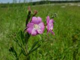 Epilobium hirsutum