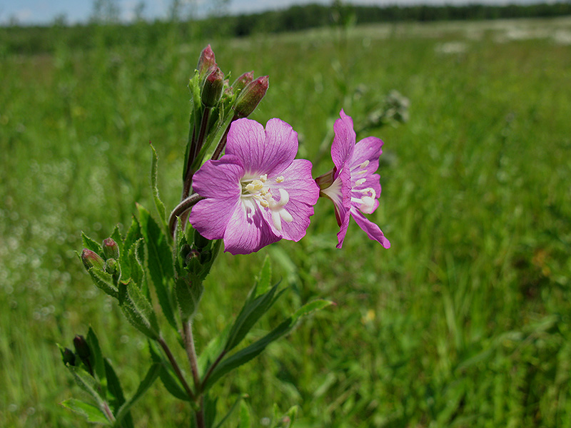 Изображение особи Epilobium hirsutum.